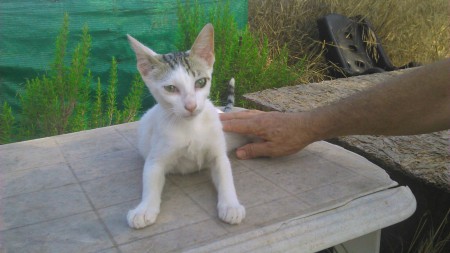 Blanquito y pardito